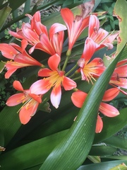 Clivia