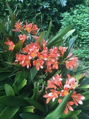 Clivia
