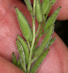 Draba praealta