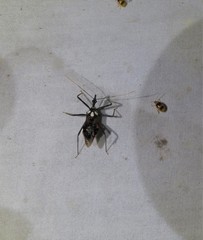 Austrarcesius bicolor