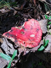 Russula