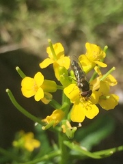 Melangyna viridiceps