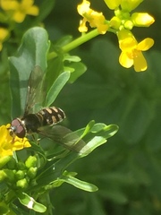 Melangyna viridiceps