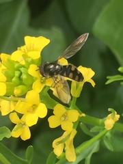 Melangyna viridiceps