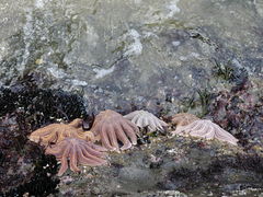 Stichaster australis