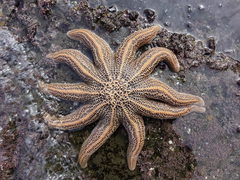 Stichaster australis