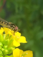 Melangyna viridiceps