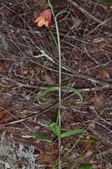 Fritillaria recurva
