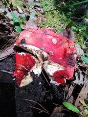 Russula