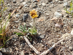 Erigeron aureus