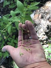 Scrophularia parviflora