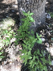 Scrophularia parviflora