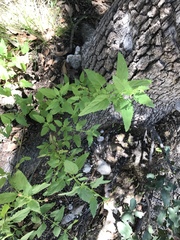 Scrophularia parviflora