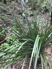 Orthrosanthus multiflorus