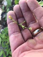 Scrophularia parviflora