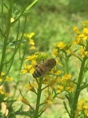 Apis mellifera