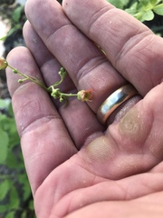 Scrophularia parviflora