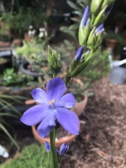 Orthrosanthus multiflorus