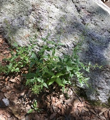 Scrophularia parviflora