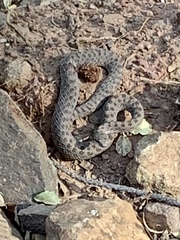 Crotalus pricei