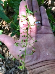 Scrophularia parviflora