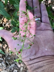 Scrophularia parviflora
