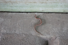 Elaphe quadrivirgata