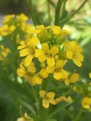 Brassicaceae
