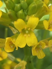Brassicaceae
