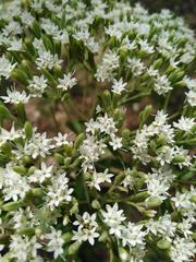 Stevia serrata