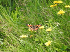 Aglais urticae