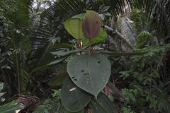 Miconia paleacea