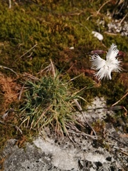 Dianthus acicularis