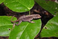 Anolis wilsoni