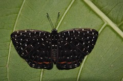 Napaea eucharila