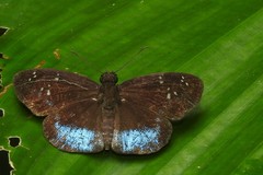 Pythonides proxenus
