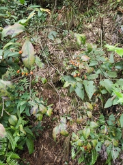 Viburnum setigerum