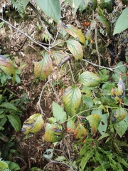 Viburnum setigerum