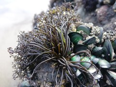 Psilophycus alveatus