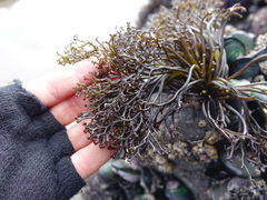 Psilophycus alveatus