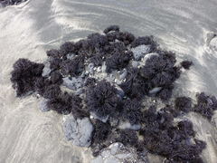 Psilophycus alveatus