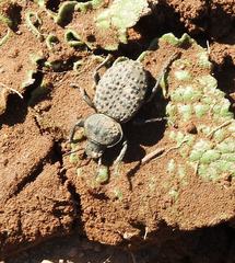 Scotobius pilularius