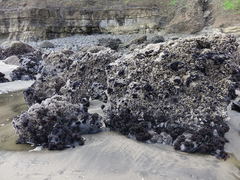 Psilophycus alveatus