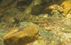 Rhinogobius similis