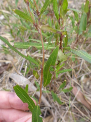 Billardiera cymosa