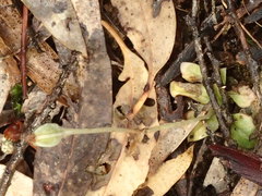 Pterostylis nana