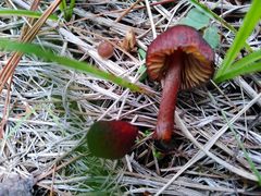 Fungi