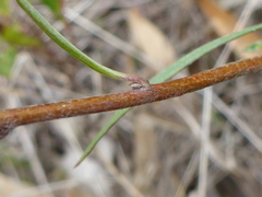 Billardiera cymosa