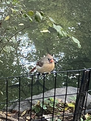 Cardinalis cardinalis
