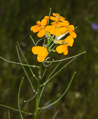 Erysimum capitatum capitatum